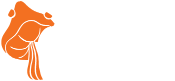 Amanita